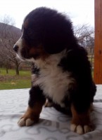 /album/a6-tyzden-6th-week/chilli-ii-jpg/